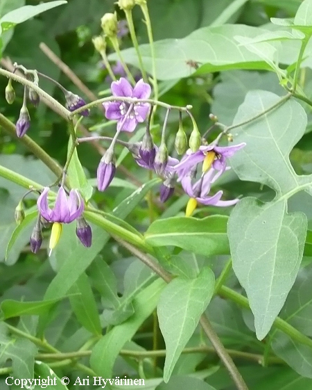 Solanum dulcamara, punakoiso